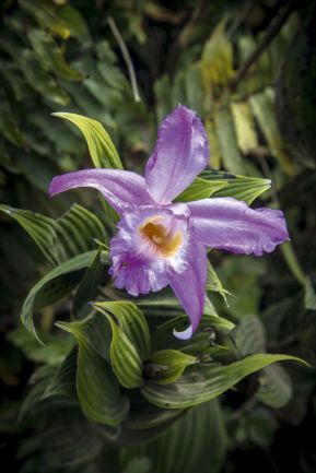 Jaime Lafferty publica imágenes de los volcanes de Nicaragua