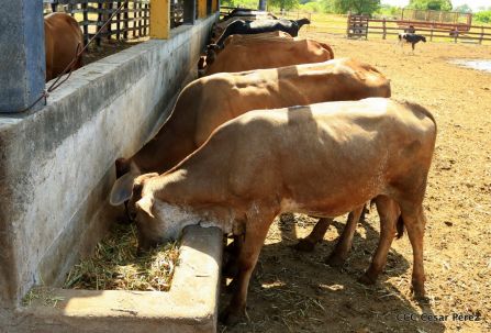 Lanzamiento de la Estrategia Nacional de la Ganadería Bovina