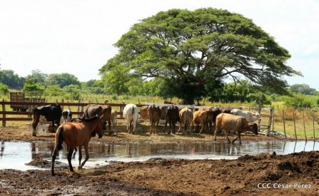 Lanzamiento de la Estrategia Nacional de la Ganadería Bovina