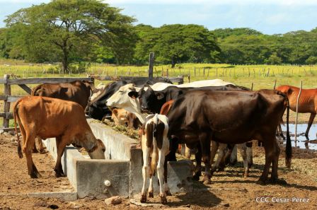 Lanzamiento de la Estrategia Nacional de la Ganadería Bovina
