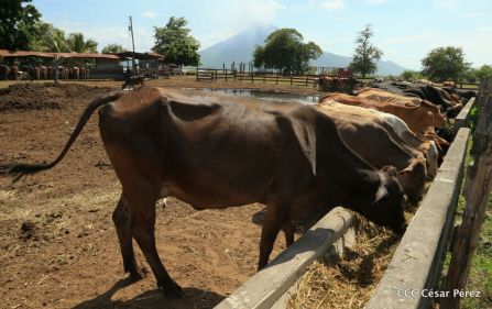 Lanzamiento de la Estrategia Nacional de la Ganadería Bovina