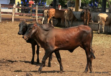 Lanzamiento de la Estrategia Nacional de la Ganadería Bovina