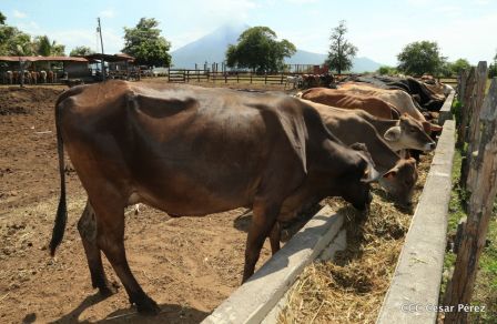 Lanzamiento de la Estrategia Nacional de la Ganadería Bovina