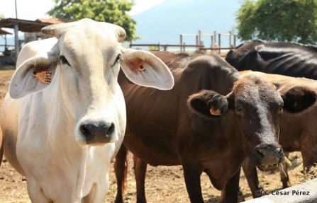 Lanzamiento de la Estrategia Nacional de la Ganadería Bovina