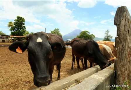 Lanzamiento de la Estrategia Nacional de la Ganadería Bovina