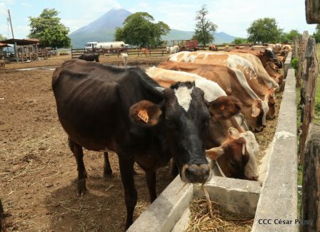 Lanzamiento de la Estrategia Nacional de la Ganadería Bovina
