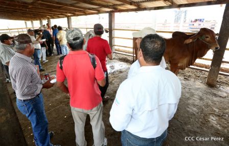 Lanzamiento de la Estrategia Nacional de la Ganadería Bovina