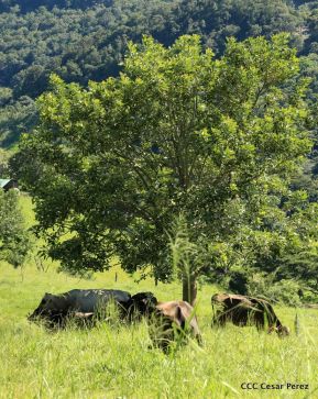 Selva Negra Ecolodge en Matagalpa