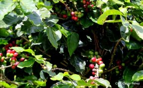 Selva Negra Ecolodge en Matagalpa