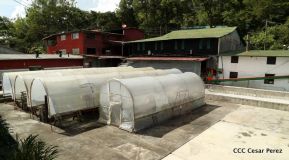 Selva Negra Ecolodge en Matagalpa