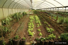 Selva Negra Ecolodge en Matagalpa