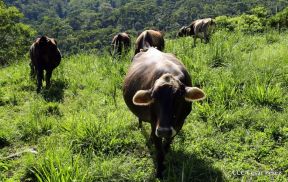Selva Negra Ecolodge en Matagalpa