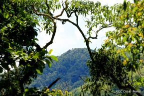 Selva Negra Ecolodge en Matagalpa