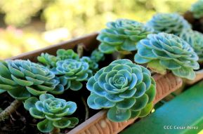 Selva Negra Ecolodge en Matagalpa