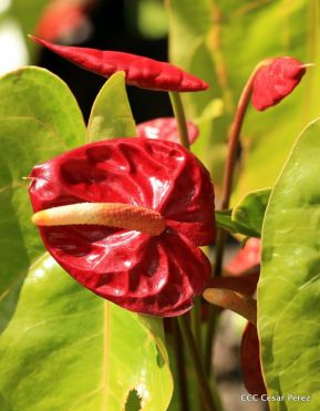 Selva Negra Ecolodge en Matagalpa