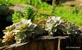 Selva Negra Ecolodge en Matagalpa