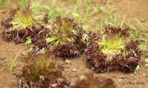 Selva Negra Ecolodge en Matagalpa
