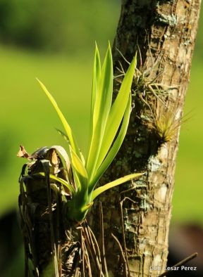 Selva Negra Ecolodge en Matagalpa