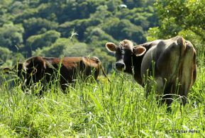 Selva Negra Ecolodge en Matagalpa