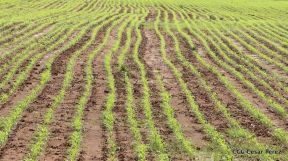 Presentación estrategia nacional de producción de semillas