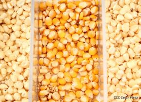 Presentación estrategia nacional de producción de semillas