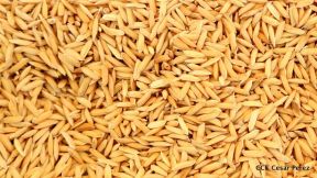 Presentación estrategia nacional de producción de semillas