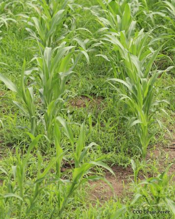 Presentación estrategia nacional de producción de semillas