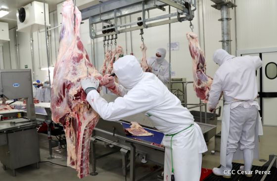 Moderno Matadero del Caribe San Isidro de capital coreano