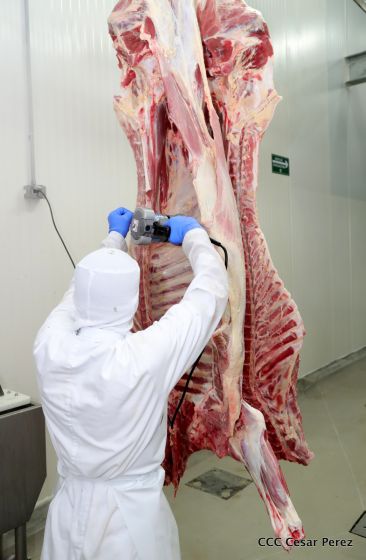 Moderno Matadero del Caribe San Isidro de capital coreano