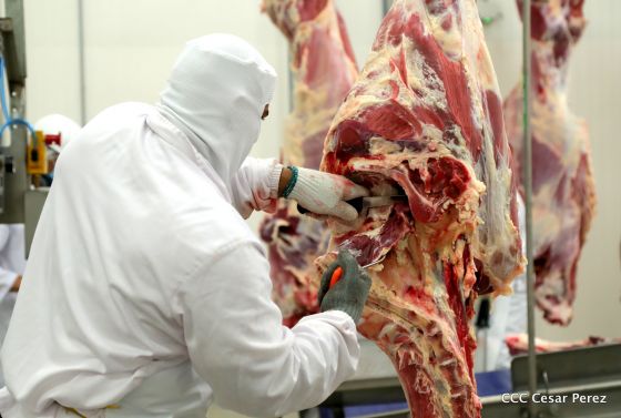 Moderno Matadero del Caribe San Isidro de capital coreano