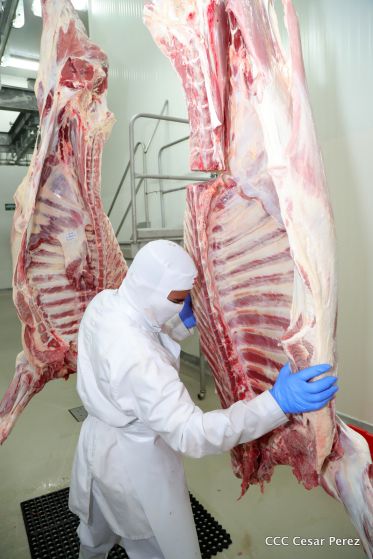 Moderno Matadero del Caribe San Isidro de capital coreano