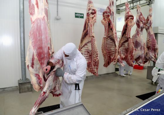 Moderno Matadero del Caribe San Isidro de capital coreano