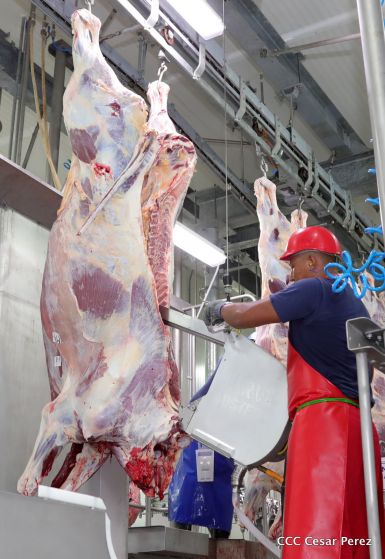 Moderno Matadero del Caribe San Isidro de capital coreano