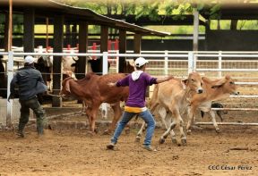 Presentan Estrategia Nacional de Producción