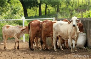 Presentan Estrategia Nacional de Producción