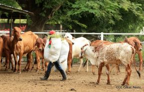 Presentan Estrategia Nacional de Producción