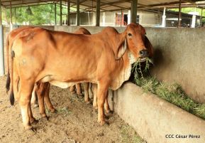 Presentan Estrategia Nacional de Producción