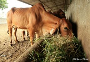 Presentan Estrategia Nacional de Producción