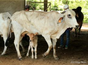 Presentan Estrategia Nacional de Producción
