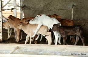 Presentan Estrategia Nacional de Producción