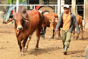 Presentan Estrategia Nacional de Producción