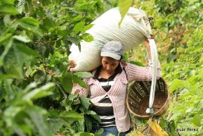 Presentan  Estrategia Nacional para el Desarrollo de la Caficultura
