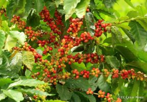 Presentan  Estrategia Nacional para el Desarrollo de la Caficultura