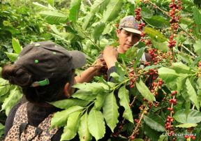 Presentan  Estrategia Nacional para el Desarrollo de la Caficultura