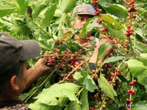 Presentan  Estrategia Nacional para el Desarrollo de la Caficultura
