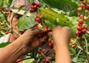 Presentan  Estrategia Nacional para el Desarrollo de la Caficultura