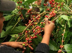 Presentan  Estrategia Nacional para el Desarrollo de la Caficultura