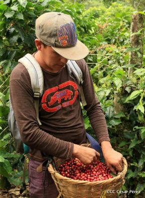 Presentan  Estrategia Nacional para el Desarrollo de la Caficultura