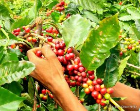 Presentan  Estrategia Nacional para el Desarrollo de la Caficultura