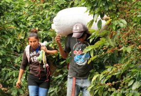 Presentan  Estrategia Nacional para el Desarrollo de la Caficultura